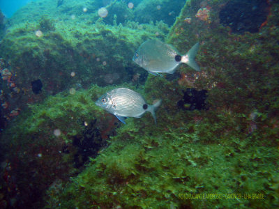 Mergulho Laje Branca - Ilha Grande RJ