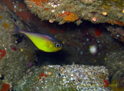 Mergulho Laje Branca - Ilha Grande RJ