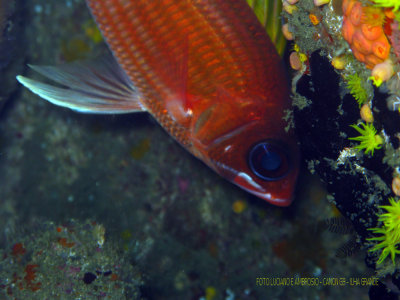 Mergulho Laje Branca - Ilha Grande RJ