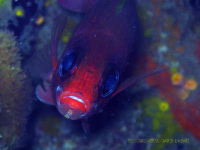 Mergulho Laje Branca - Ilha Grande RJ