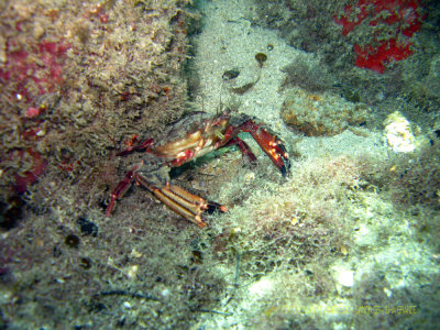 Mergulho em frente a Pousada Nautilus