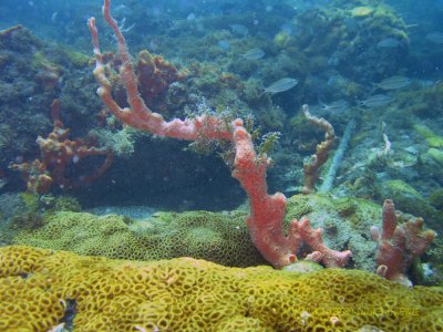 Corais Moles - Mergulho em frente a Pousada Nautilus