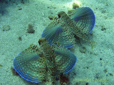 Visual sempre bonito dos Cois - Mergulho em frente a Pousada Nautilus