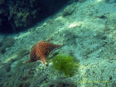 Mergulho em frente a Pousada Nautilus