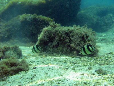 Mergulho em frente a Pousada Nautilus