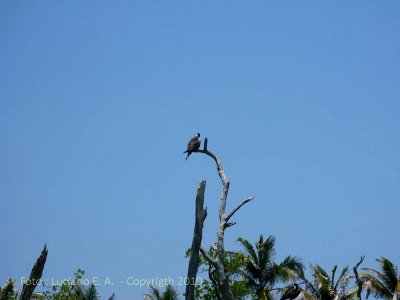 Isla Contoy