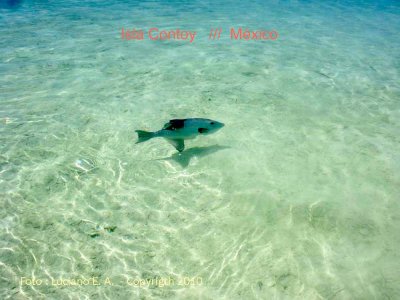 Isla Contoy