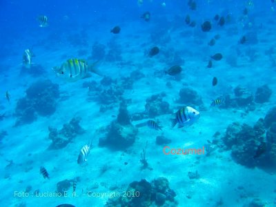 Snorkel em Cozumel