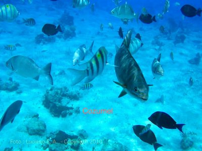 Snorkel em Cozumel