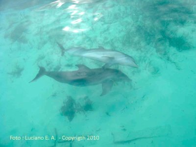 Delfinrio Isla Mujeres