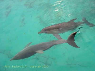 Delfinrio Isla Mujeres