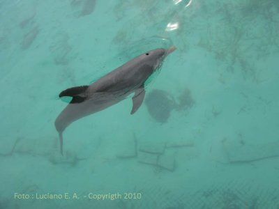 Delfinrio Isla Mujeres