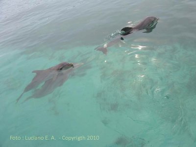 Delfinrio Isla Mujeres