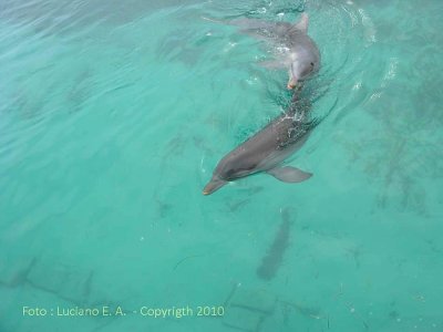 Delfinrio Isla Mujeres
