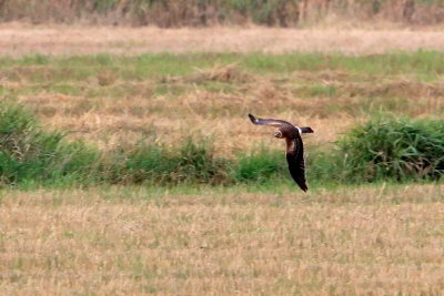 Pallid Harrier