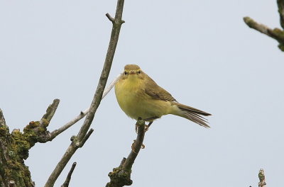 Willow warbler