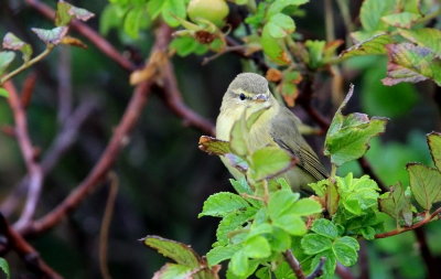 Willow warbler