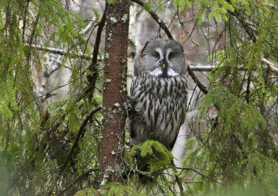 Great Grey Owl