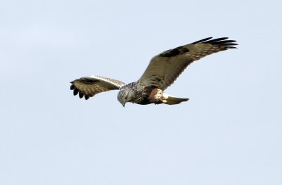 Rough-legged Buzzard