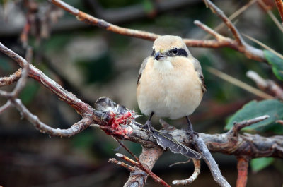 Isabelline Shrike