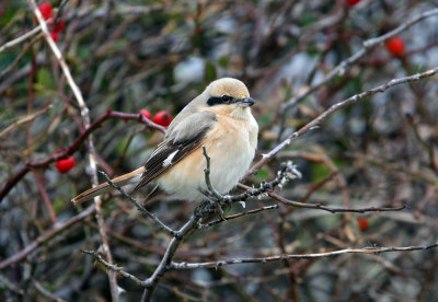 Isabelline Shrike