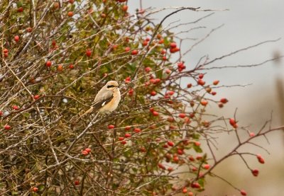 Isabelline Shrike (Lanius isabellinus)