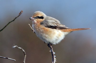 Isabelline Shrike (Lanius isabellinus)