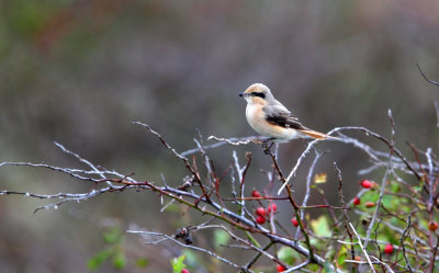 Isabelline Shrike (Lanius isabellinus)