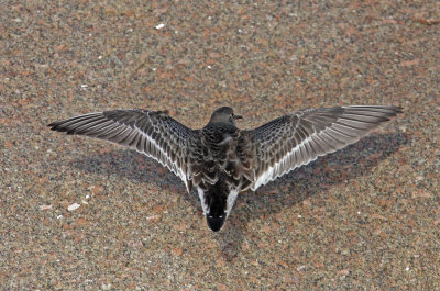 Purple Sandpiper