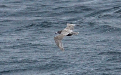 Glaucous /Herring Gull