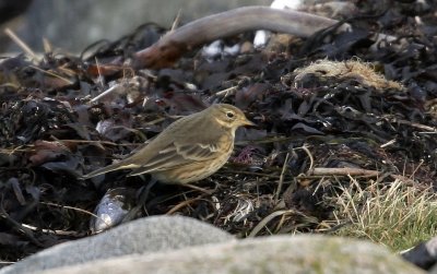 Buff-bellied Pipit