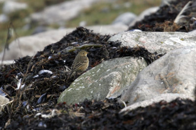 Buff-bellied Pipit