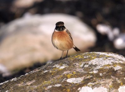 Stonechat