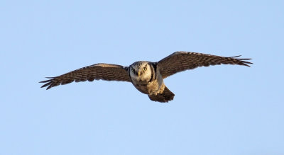 Hawk Owl