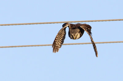 Hawk Owl