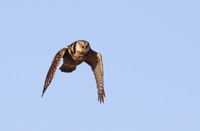 Hawk Owl