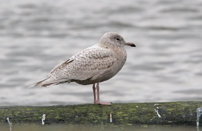 Iceland Gull