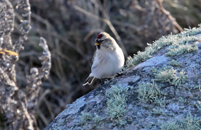 Artic Redpoll