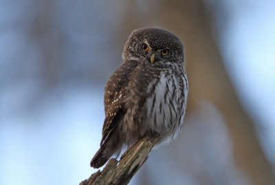 Pygmy Owl