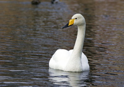 Whooper Swan