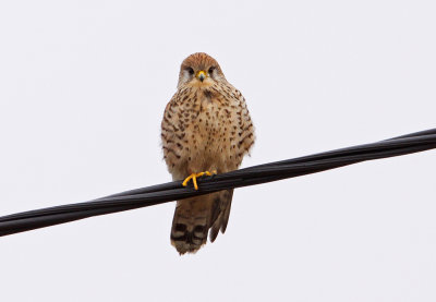 Kestrel