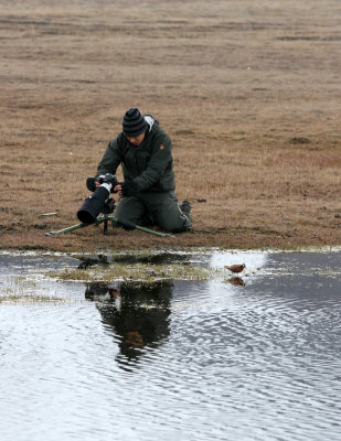 Grey Phalarope