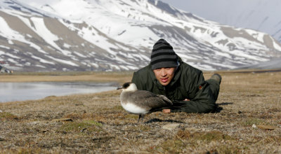Artic Skua