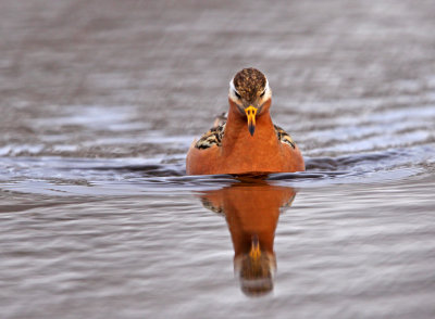 Grey Phalarope
