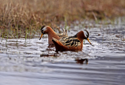 Grey Phalarope