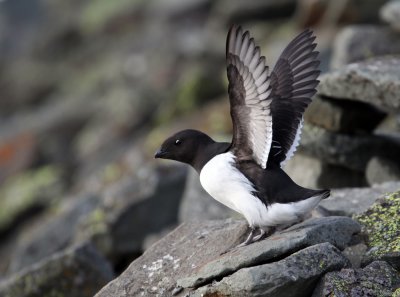 Little auk