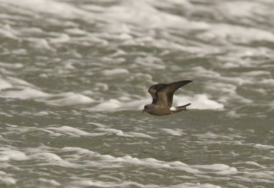 Leach's Petrel