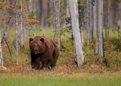 Brown Bear