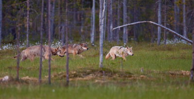 Wolf
