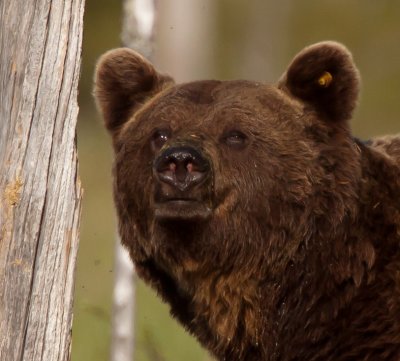 Brown Bear
